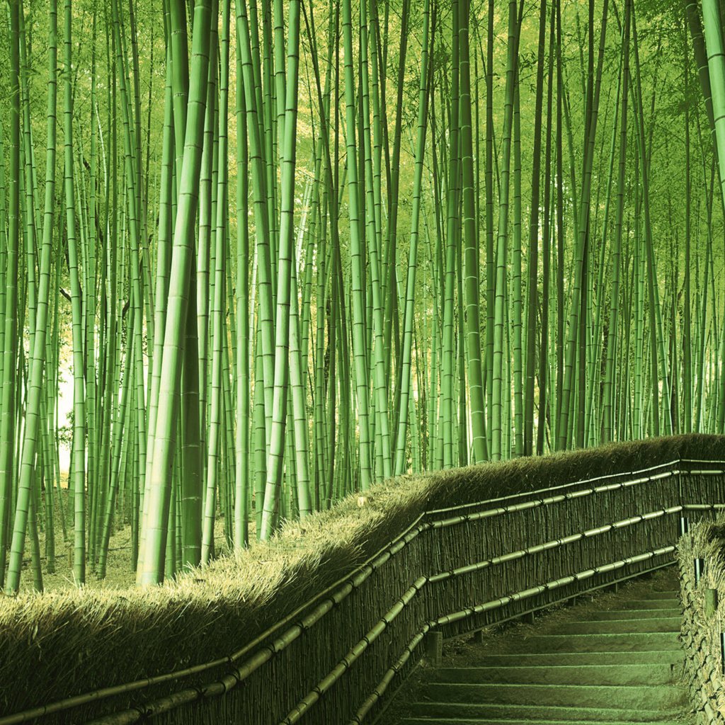 Обои зелень, япония, бамбук, greens, japan, bamboo разрешение 1920x1200 Загрузить