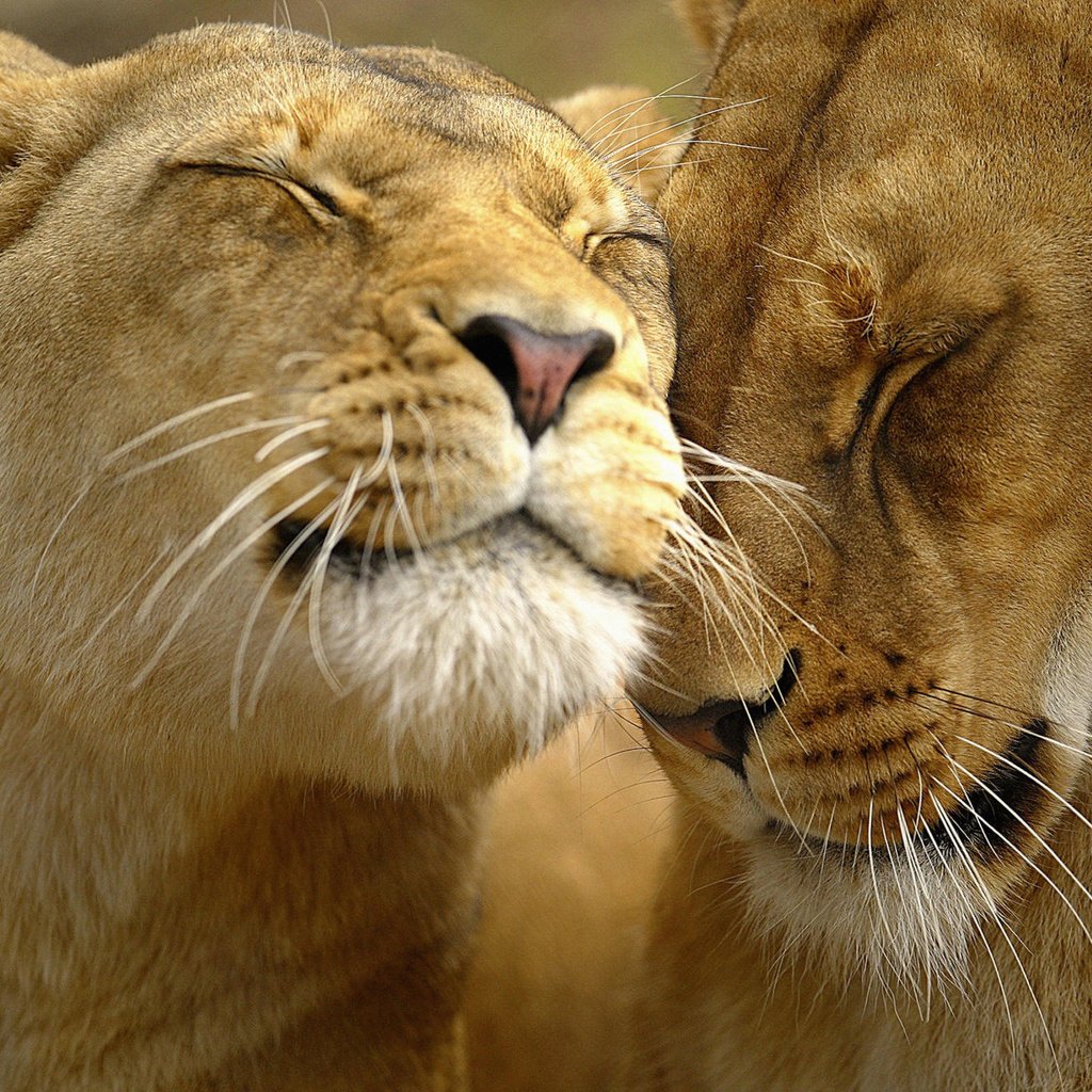 Обои морда, львы, лев, ласки, львица, face, lions, leo, affection, lioness разрешение 2000x1333 Загрузить