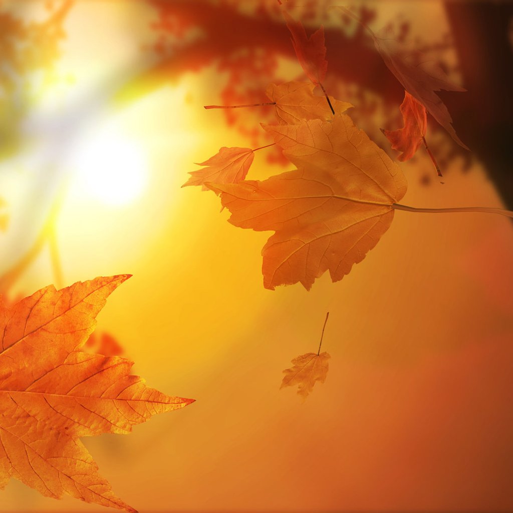 Обои солнце, листья, осень, the sun, leaves, autumn разрешение 1920x1200 Загрузить