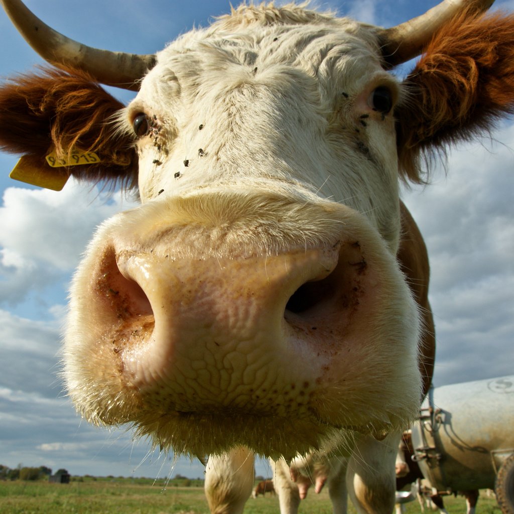 Обои морда, рога, корова, face, horns, cow разрешение 1920x1200 Загрузить