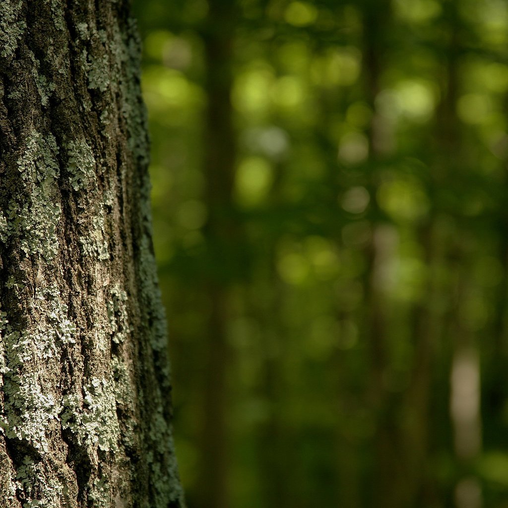 Обои дерево, лес, лето, кора, tree, forest, summer, bark разрешение 2560x1600 Загрузить