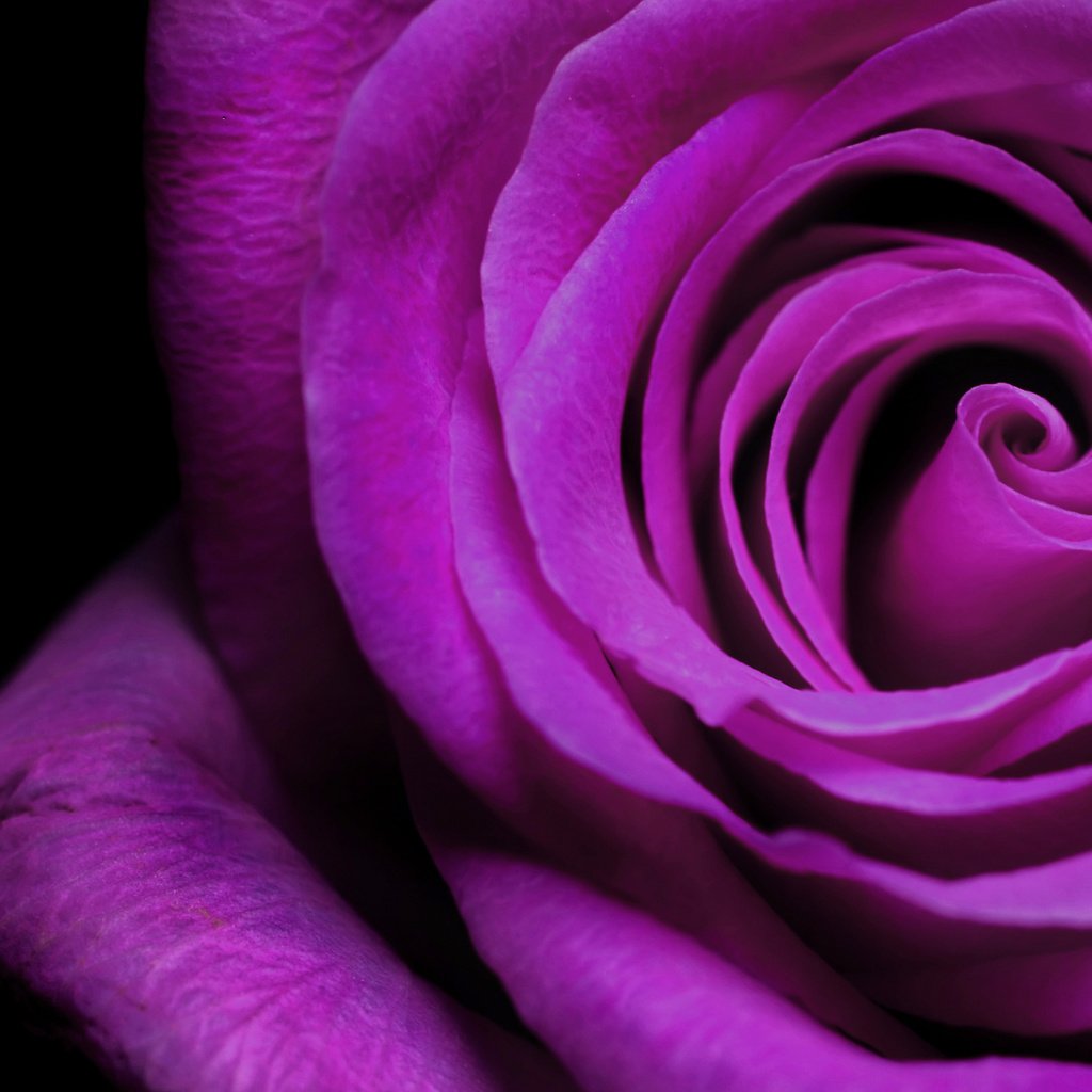 Обои роза, лепестки, фиолетовый, бутон, rose, petals, purple, bud разрешение 5200x3250 Загрузить