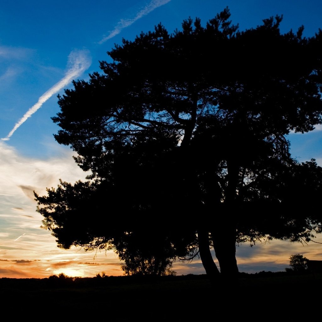 Обои небо, дерево, закат, тень, the sky, tree, sunset, shadow разрешение 1920x1200 Загрузить