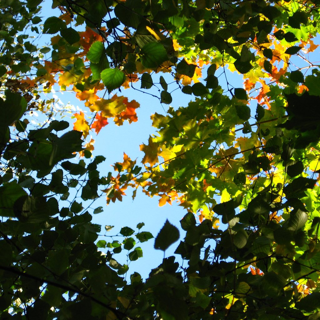 Обои небо, листья, ветки, the sky, leaves, branches разрешение 2816x2112 Загрузить