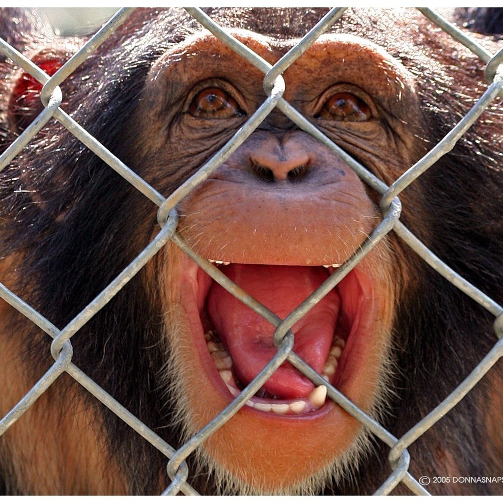 Обои эмоции, звери, макаки, турьма, emotions, animals, macaques, imprisoned разрешение 1920x1200 Загрузить