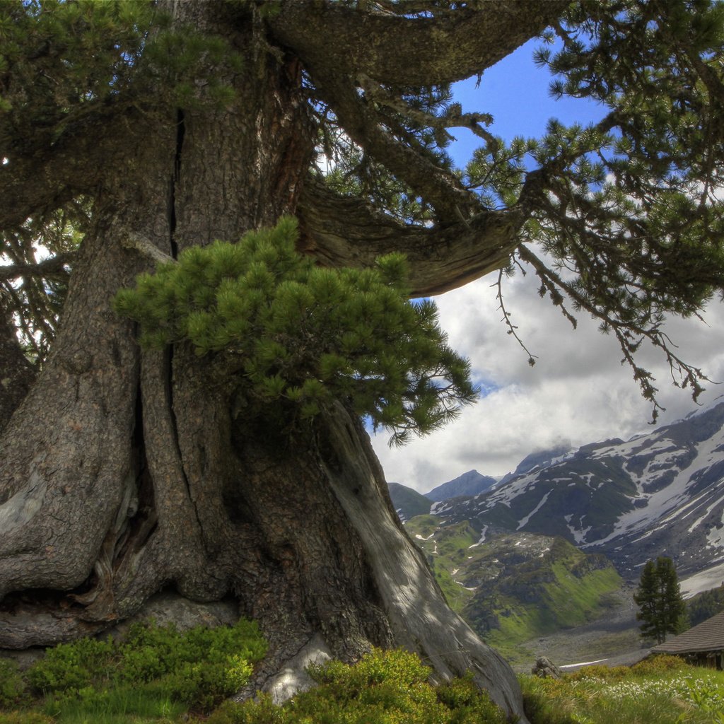 Обои облака, горы, дерево, clouds, mountains, tree разрешение 1920x1200 Загрузить