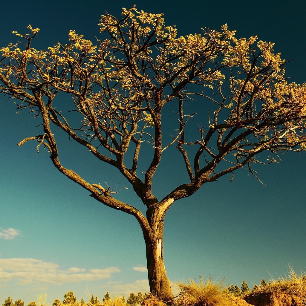 Обои небо, дерево, листья, ветки, ствол, сухое дерево, the sky, tree, leaves, branches, trunk, a dry tree разрешение 1920x1440 Загрузить