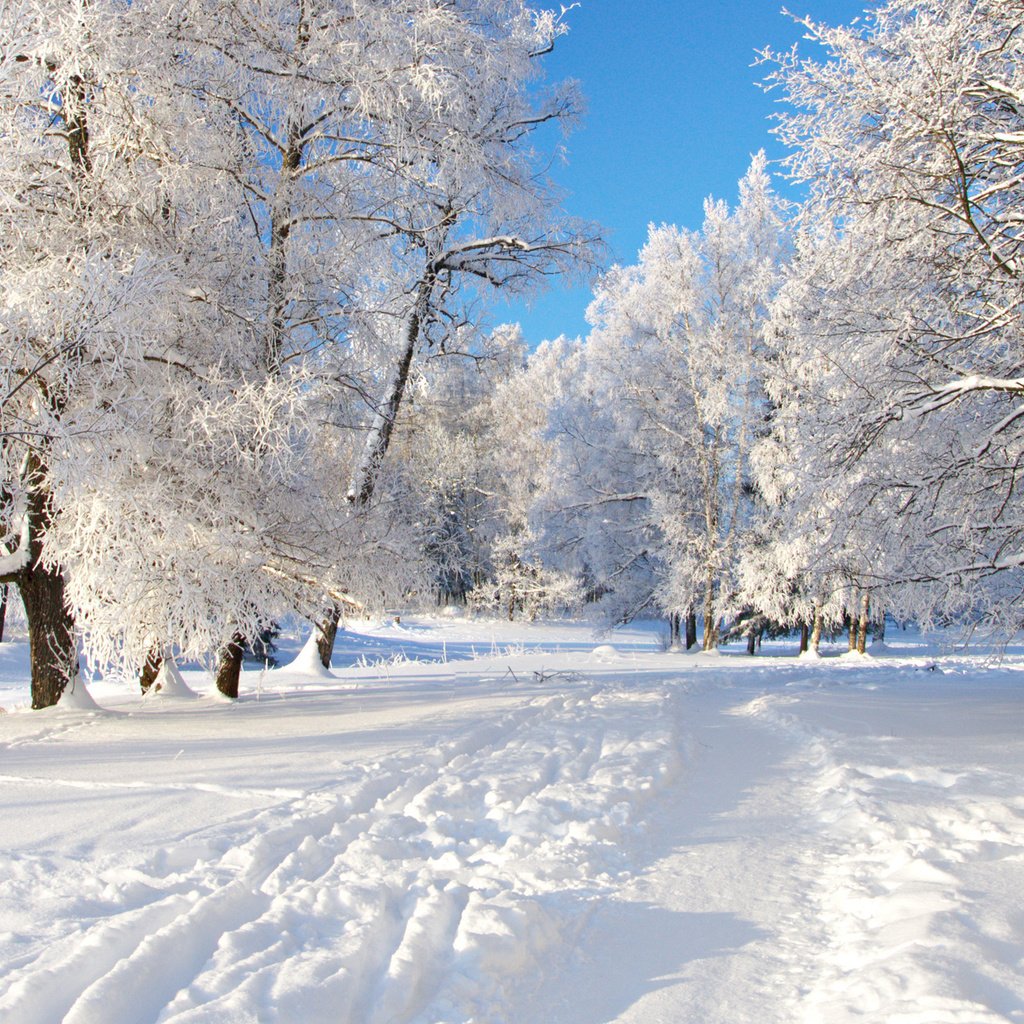 Обои деревья, снег, дорожка, trees, snow, track разрешение 2560x1600 Загрузить