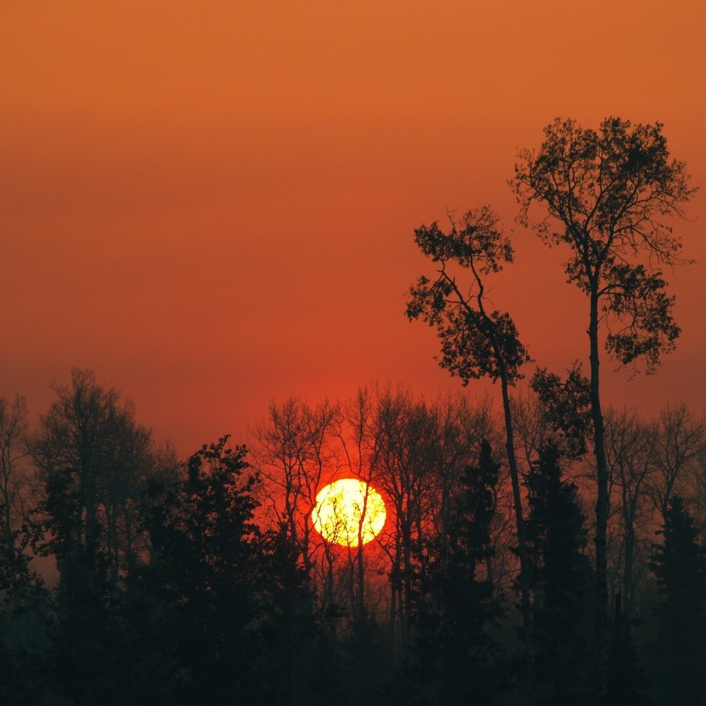 Обои небо, деревья, солнце, закат, the sky, trees, the sun, sunset разрешение 1920x1440 Загрузить