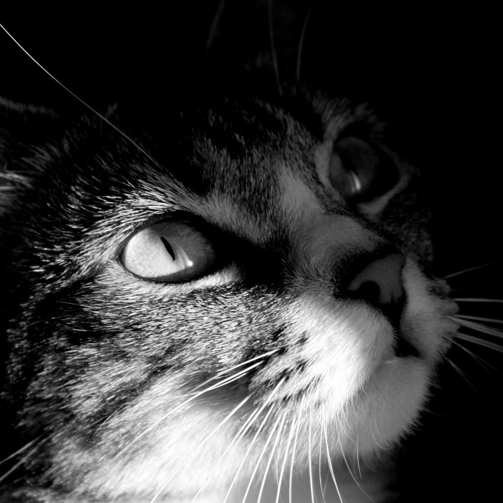 Обои глаза, кот, мордочка, усы, кошка, взгляд, чёрно-белое, черая, eyes, cat, muzzle, mustache, look, black and white, cera разрешение 1920x1200 Загрузить
