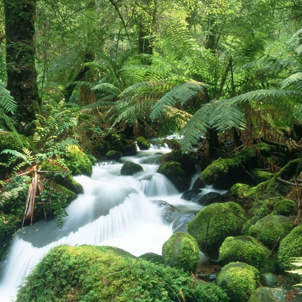 Обои лес, водопад, мох, папоротник, тропики, forest, waterfall, moss, fern, tropics разрешение 1920x1200 Загрузить