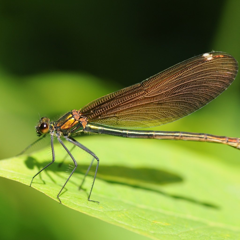 Обои зелёный, лист, насекомые, стрекоза, green, sheet, insects, dragonfly разрешение 4288x2848 Загрузить