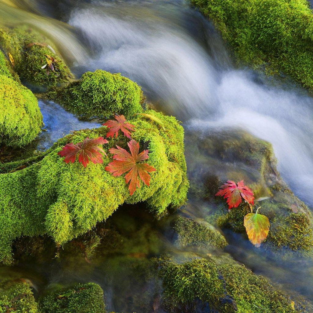 Обои вода, камни, мох, water, stones, moss разрешение 1920x1200 Загрузить