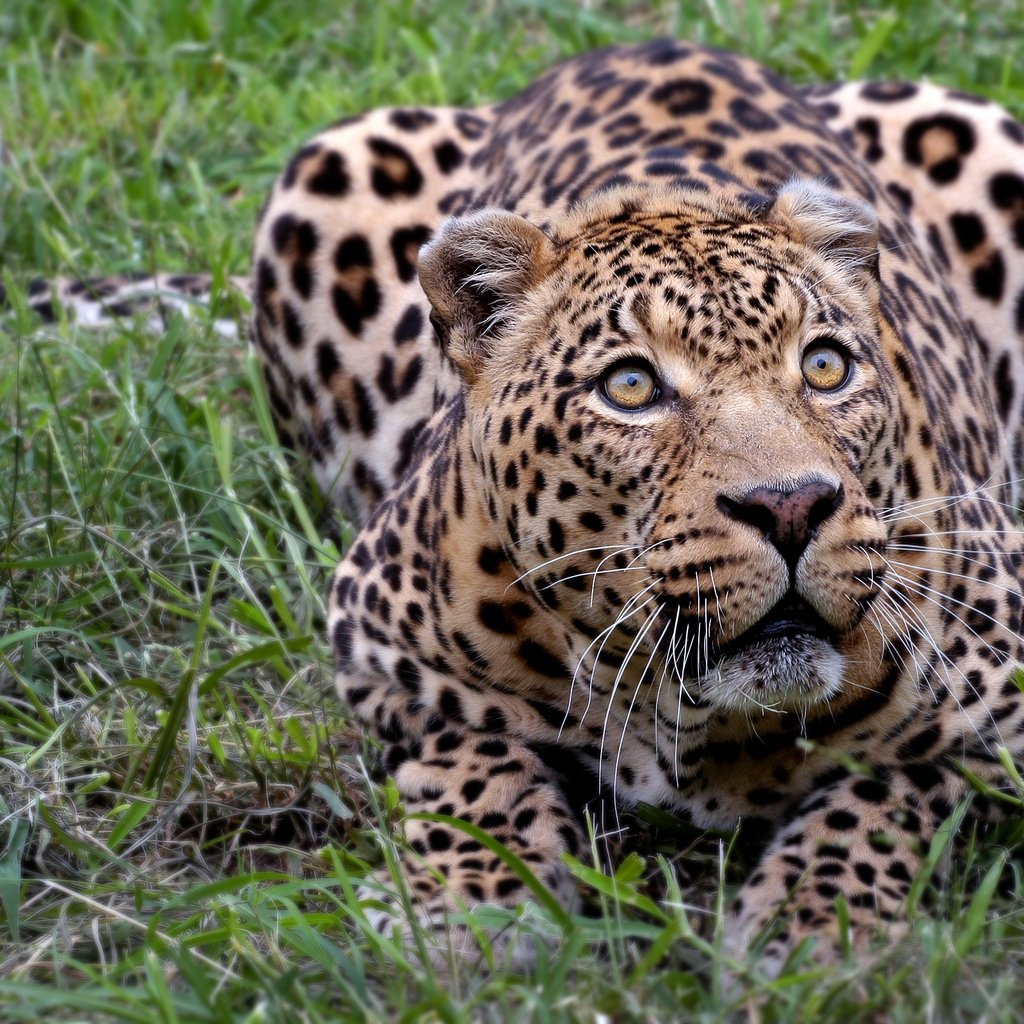 Обои леопард, африка, киса, leopard, africa, kitty разрешение 2560x1600 Загрузить