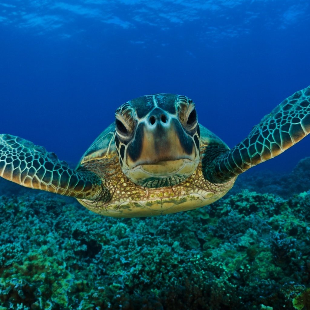 Обои глаза, морда, вода, море, черепаха, морская черепаха, eyes, face, water, sea, turtle, sea turtle разрешение 1920x1200 Загрузить
