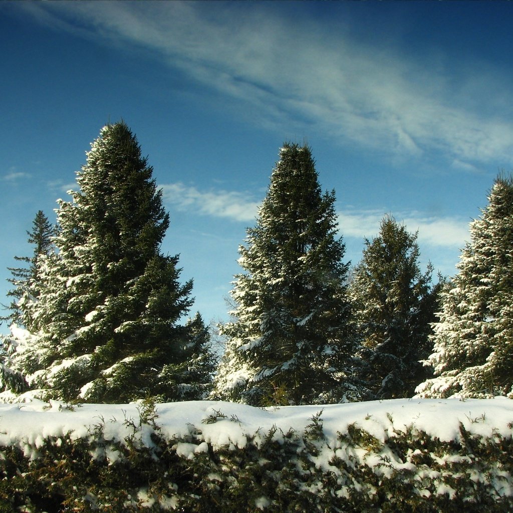 Обои небо, снег, елки, the sky, snow, tree разрешение 2560x1600 Загрузить