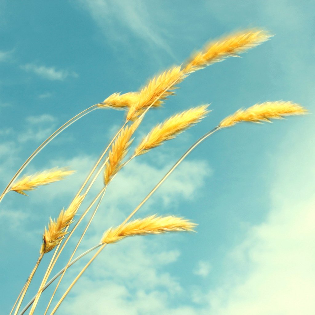 Обои небо, облака, лето, пшеница, колоски, лёгкость, the sky, clouds, summer, wheat, spikelets, ease разрешение 1920x1200 Загрузить