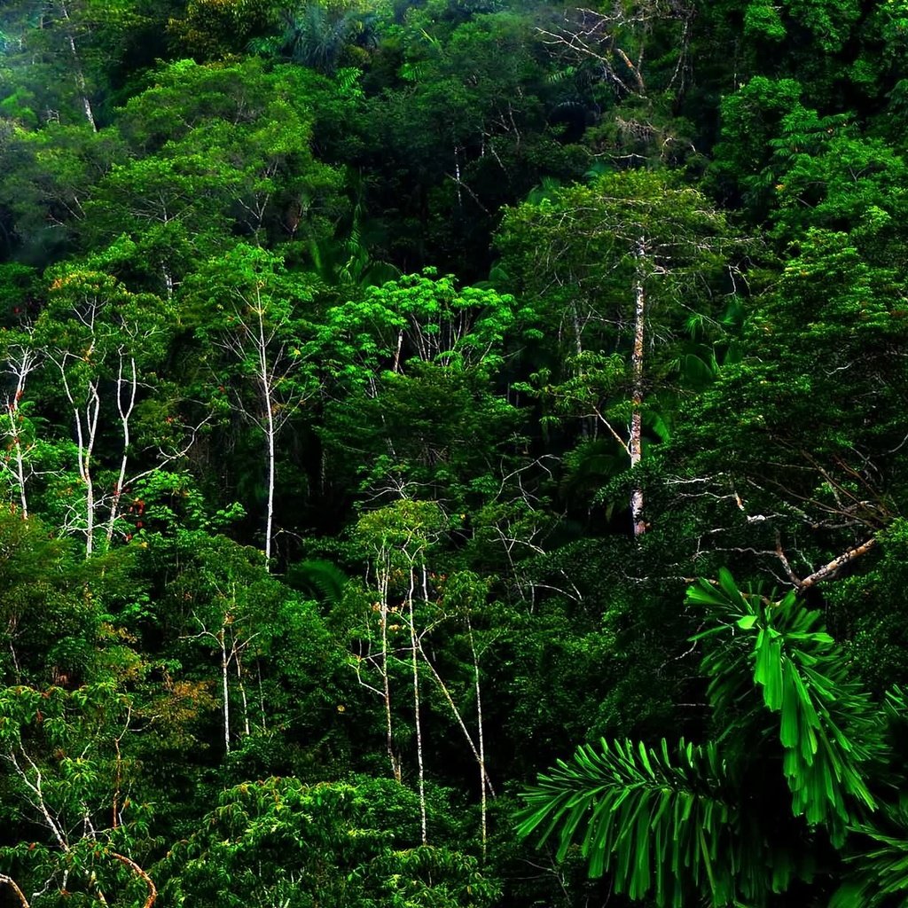 Обои лес, тропики, джунгли, forest, tropics, jungle разрешение 1920x1200 Загрузить