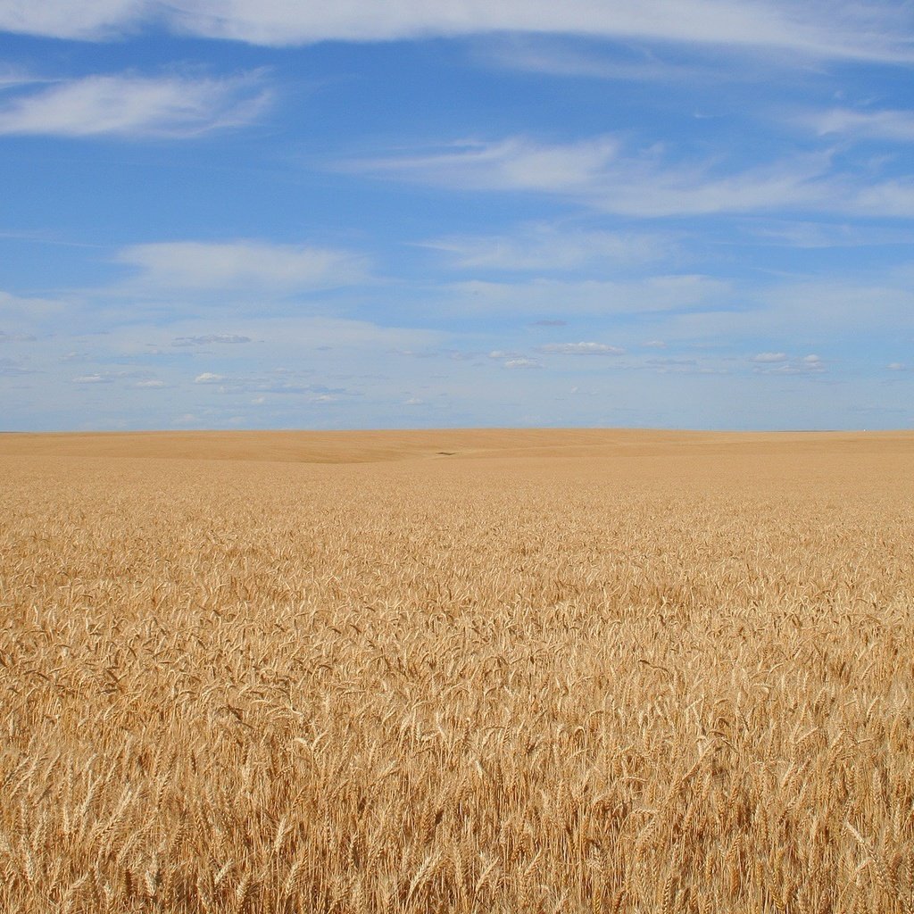 Обои небо, фон, поле, спокойствие, зерно, the sky, background, field, calm, grain разрешение 1920x1200 Загрузить