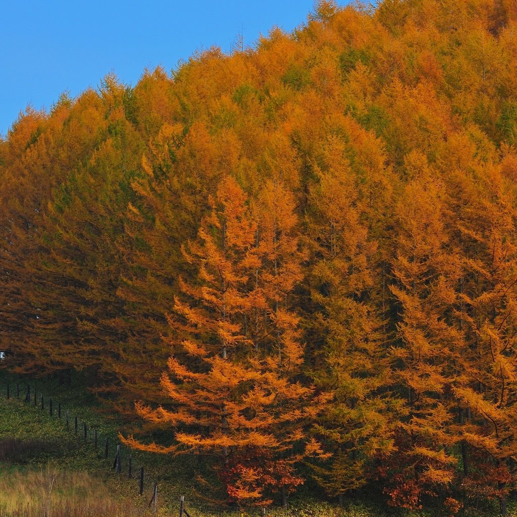 Обои деревья, лес, осень, япония, trees, forest, autumn, japan разрешение 2560x1600 Загрузить