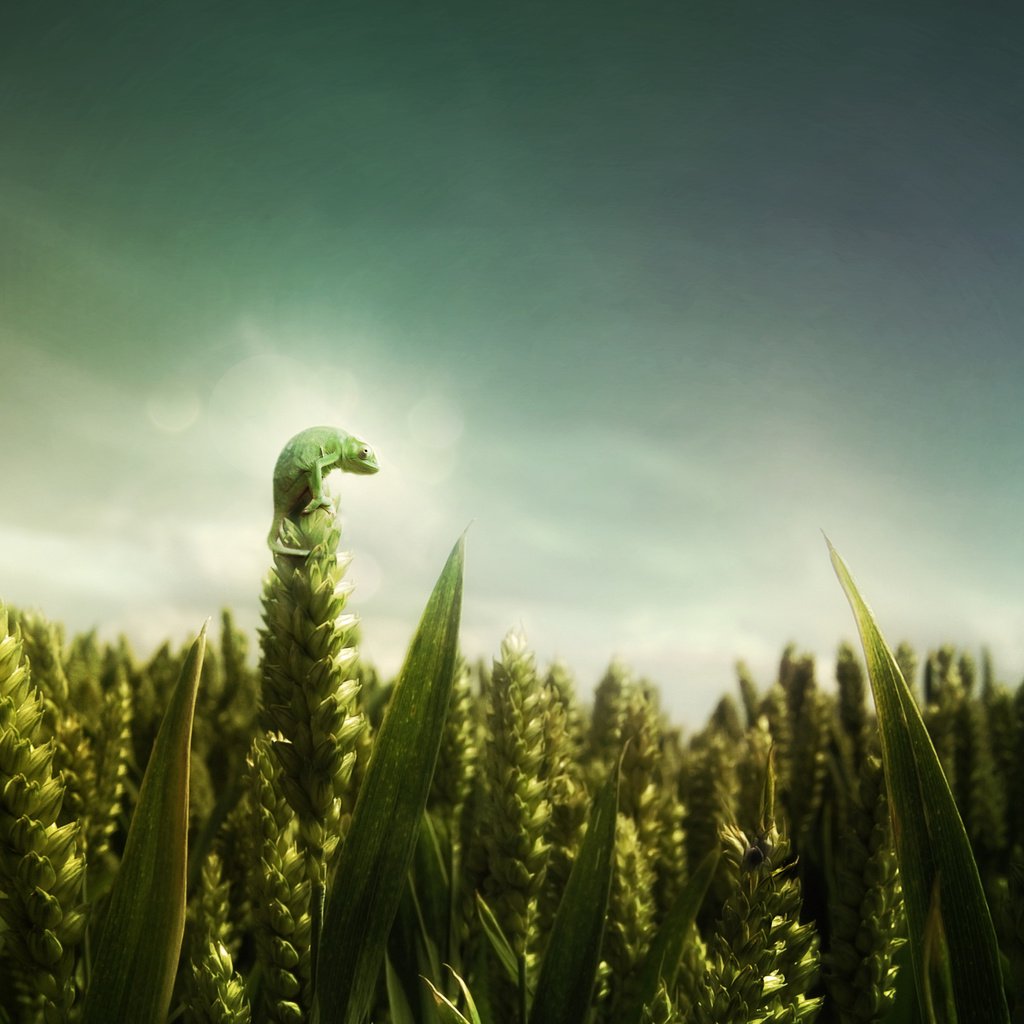 Обои зелёный, поле, ящерица, пшеница, green, field, lizard, wheat разрешение 2560x1600 Загрузить