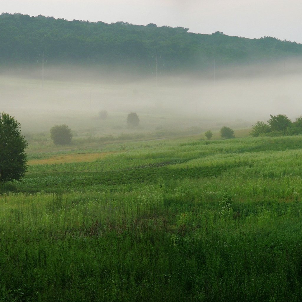 Обои трава, деревья, зелёный, туман, grass, trees, green, fog разрешение 3200x1200 Загрузить