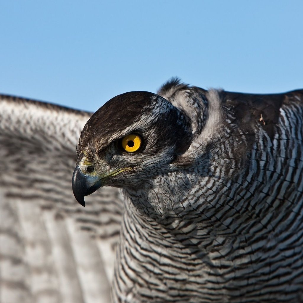 Обои глаза, птица, перья, сокол, ястреб, eyes, bird, feathers, falcon, hawk разрешение 1920x1200 Загрузить