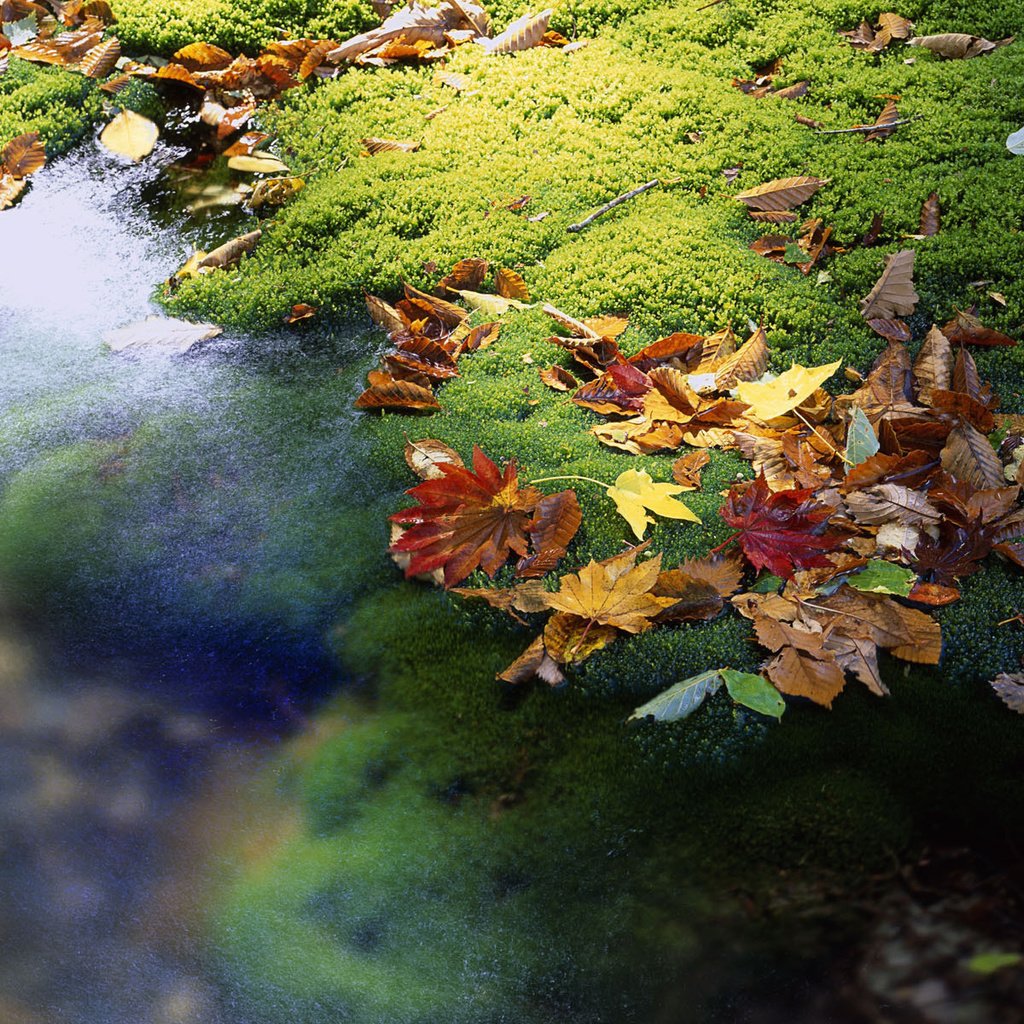 Обои вода, листья, ручей, осень, япония, мох, water, leaves, stream, autumn, japan, moss разрешение 1920x1200 Загрузить