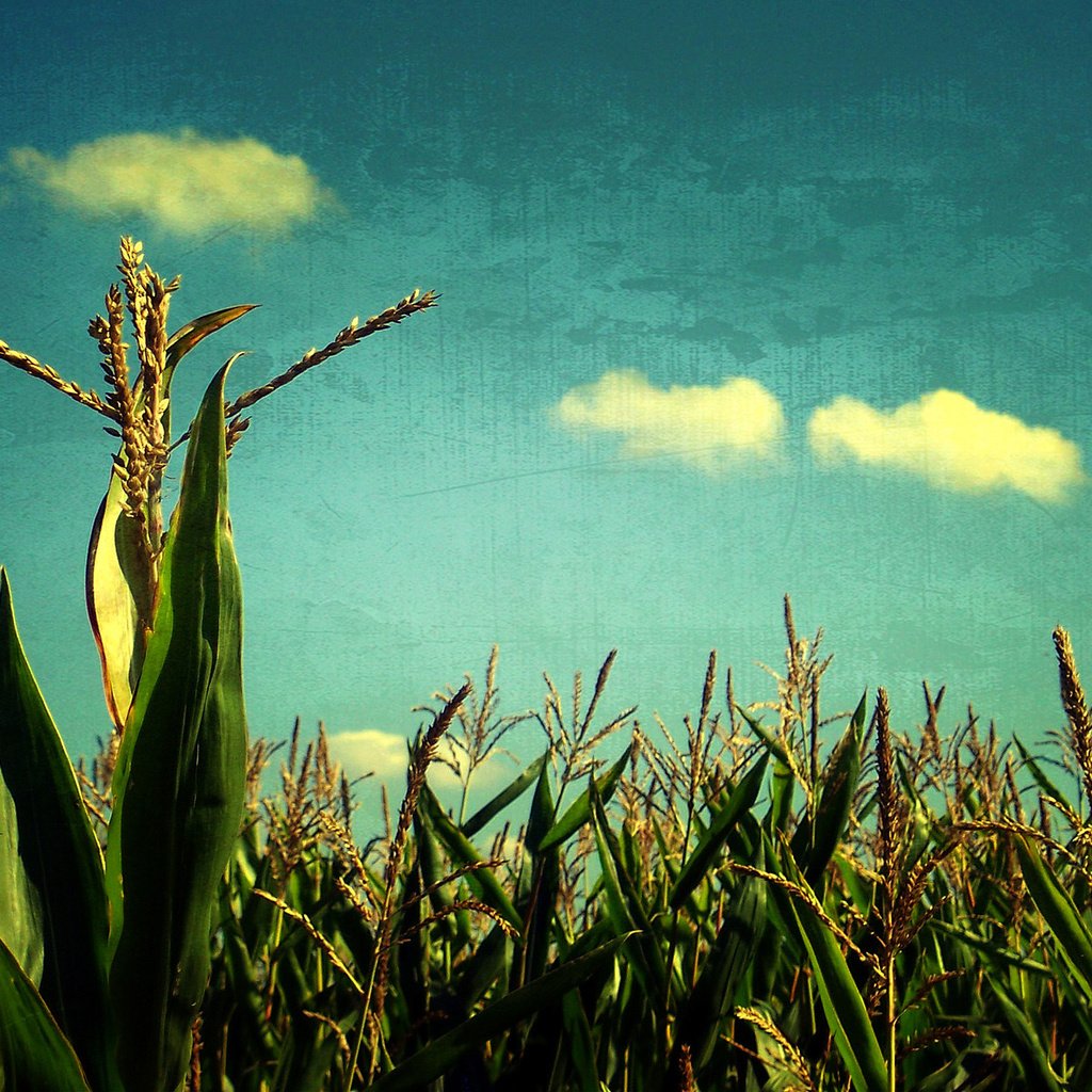 Обои небо, поле, злаки, the sky, field, cereals разрешение 1920x1200 Загрузить