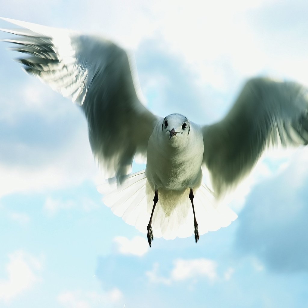 Обои небо, полет, чайка, the sky, flight, seagull разрешение 2959x2199 Загрузить