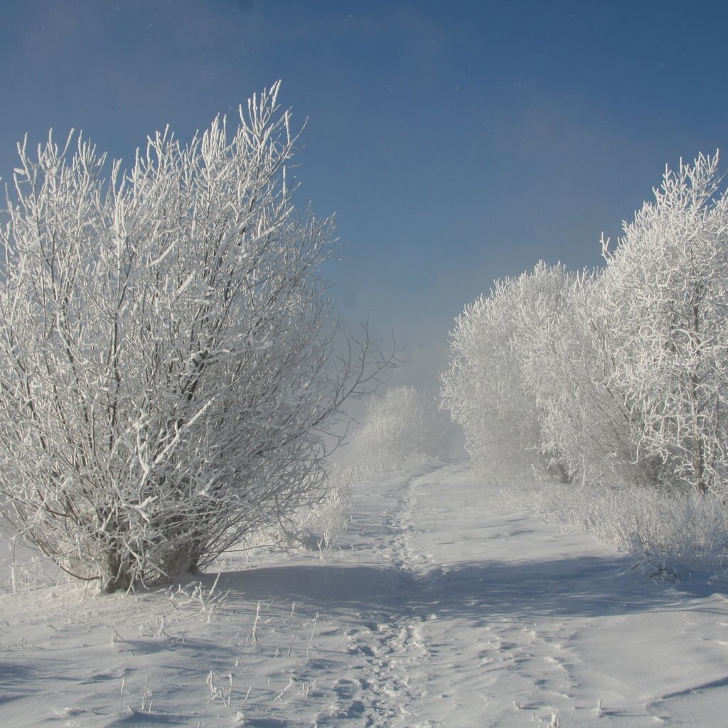 Обои деревья, снег, природа, зима, trees, snow, nature, winter разрешение 3456x2304 Загрузить