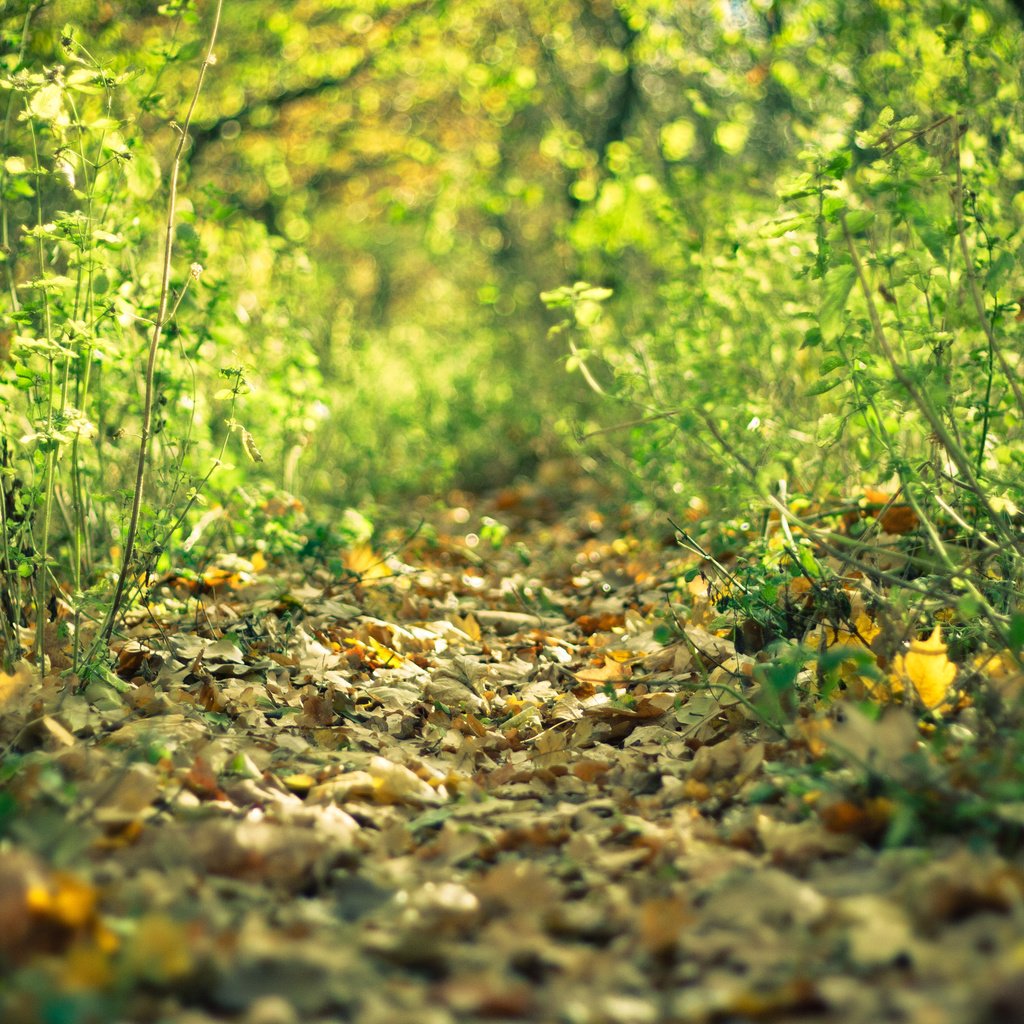 Обои лес, листья, осень, тропа, forest, leaves, autumn, trail разрешение 3888x2592 Загрузить