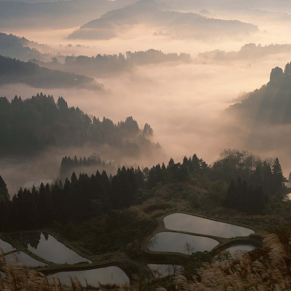 Обои лес, туман, япония, forest, fog, japan разрешение 2560x1600 Загрузить