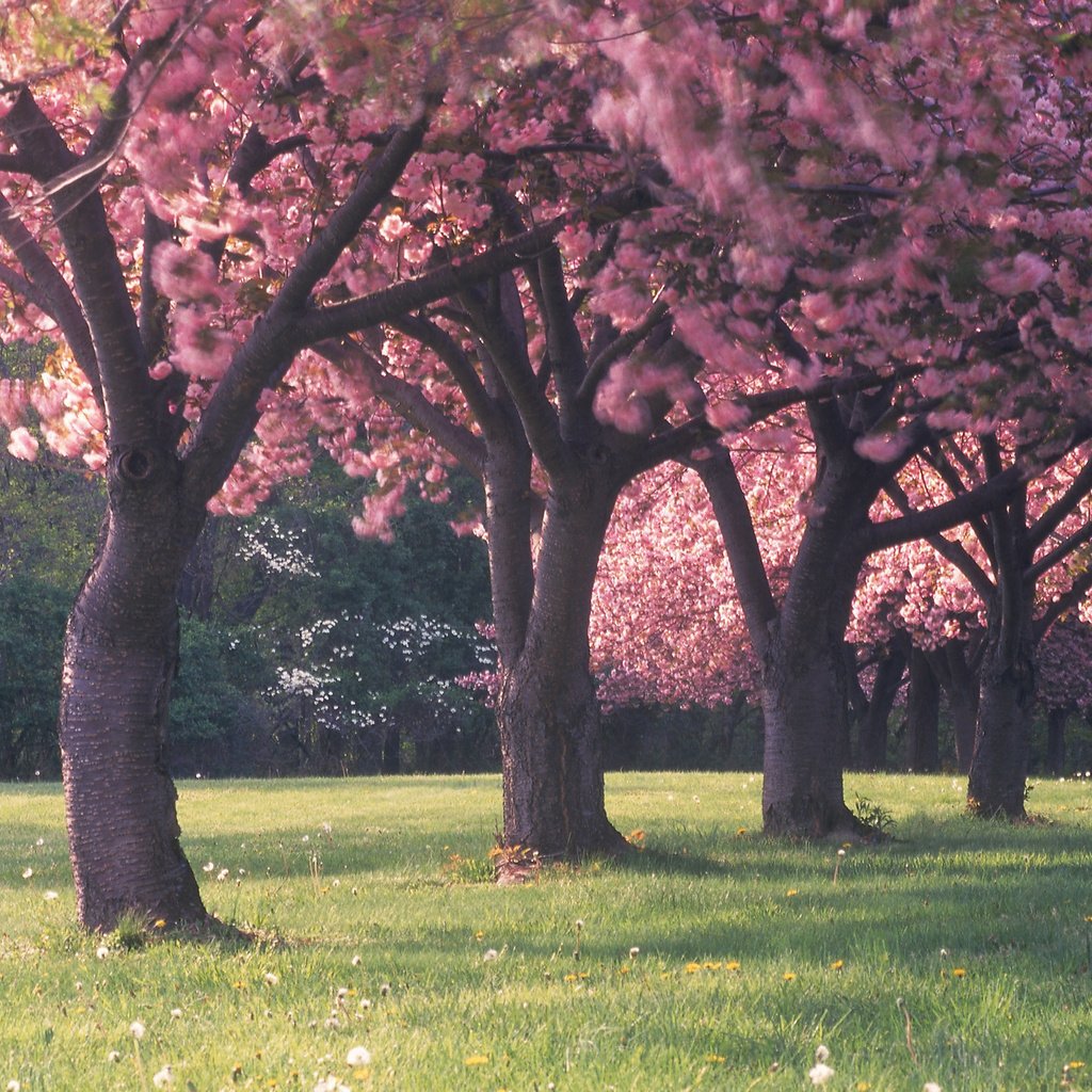 Обои цветы, трава, деревья, лес, красота, поляна, весна, flowers, grass, trees, forest, beauty, glade, spring разрешение 2560x1600 Загрузить