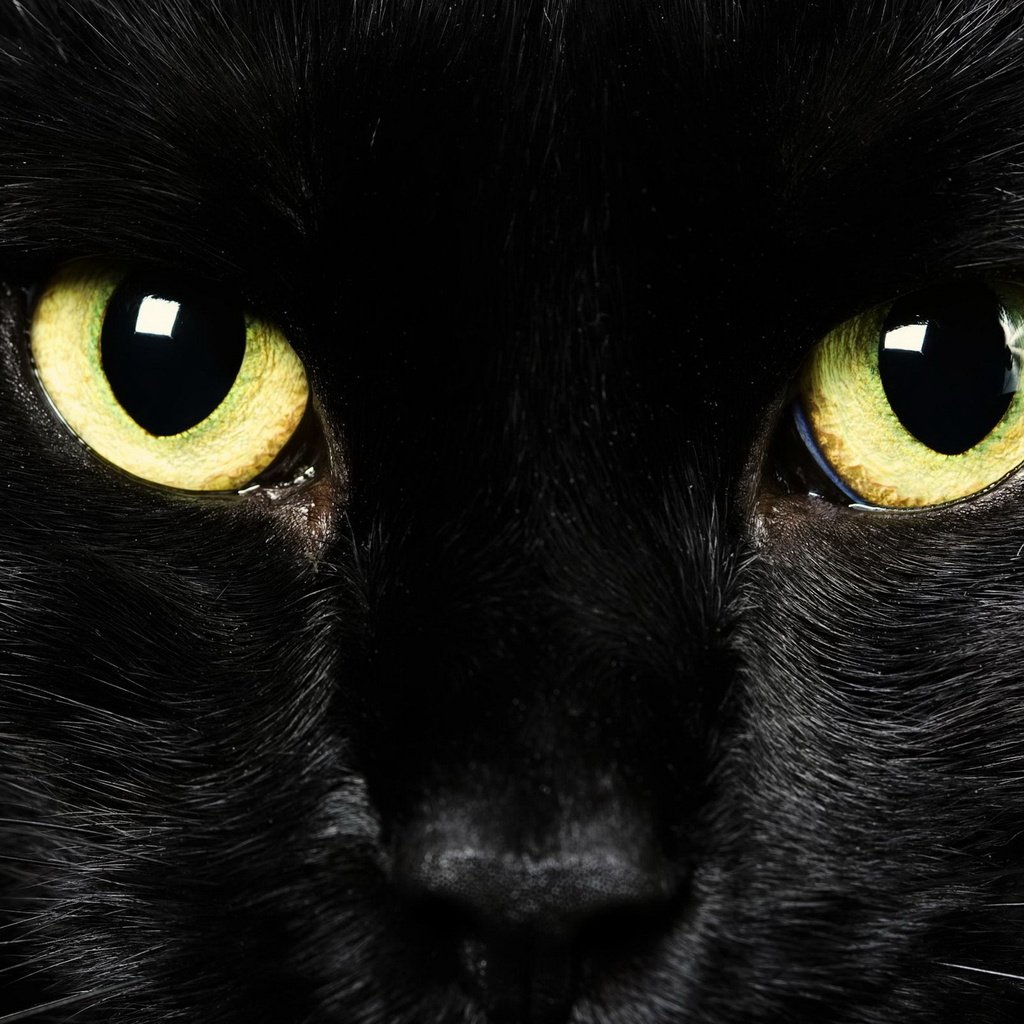 Обои глаза, фон, взгляд, черный кот, крупным планом, eyes, background, look, black cat, closeup разрешение 2560x1600 Загрузить
