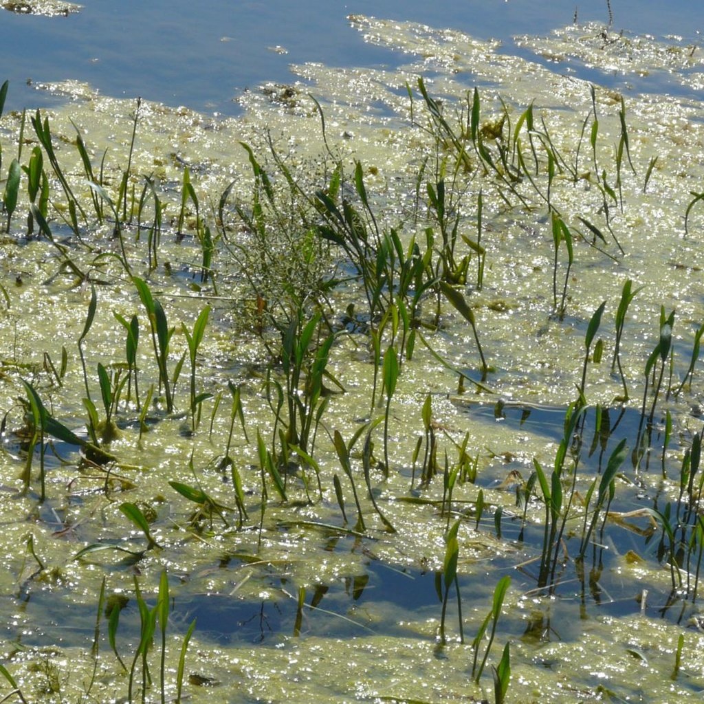 Обои лето зелень озеро, summer greens lake разрешение 1920x1082 Загрузить