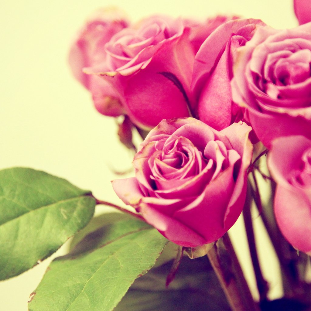 Обои цветы, бутоны, листья, макро, розы, лепестки, букет, розовые, flowers, buds, leaves, macro, roses, petals, bouquet, pink разрешение 2560x1600 Загрузить
