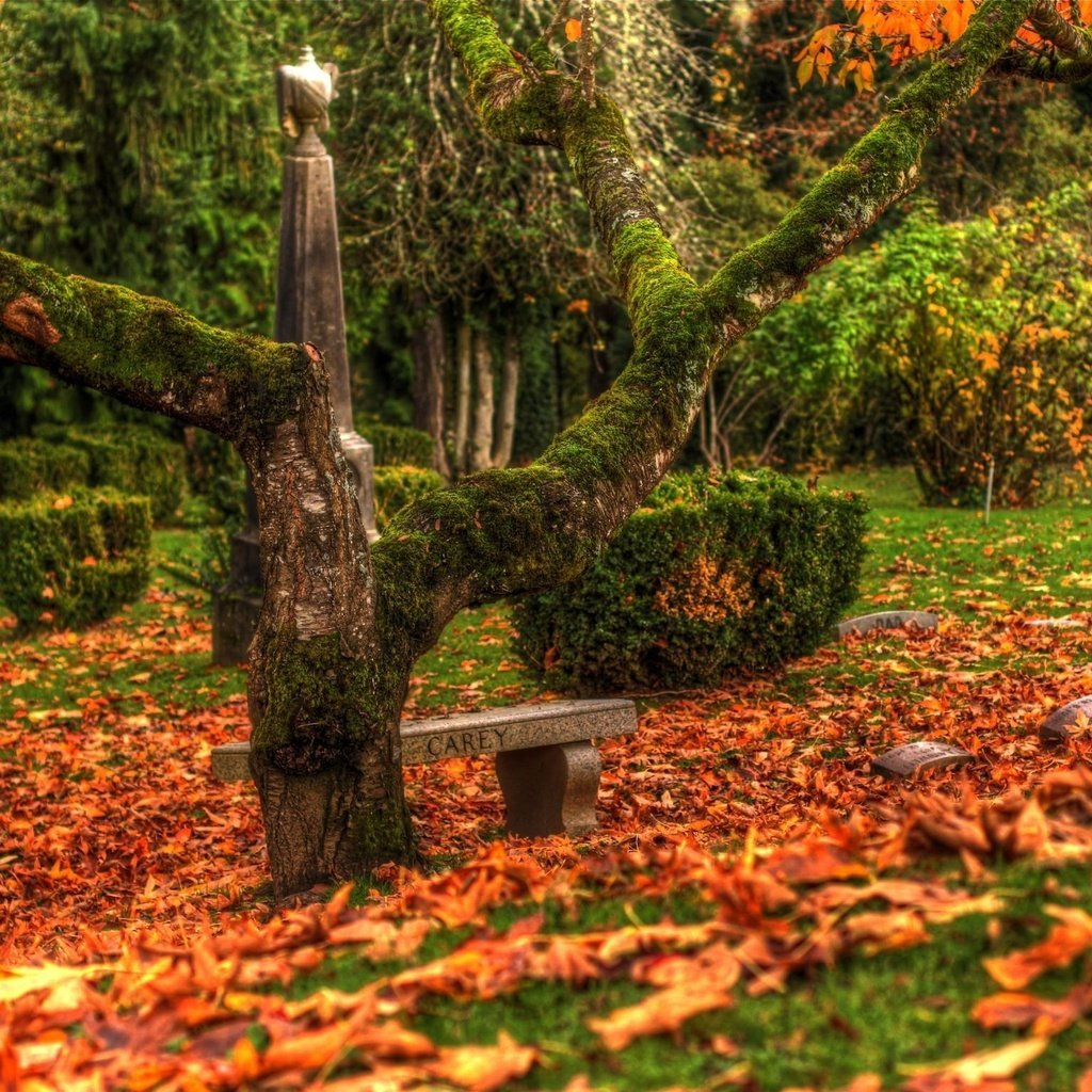Обои дерево, листья, осень, кладбище, памятники, tree, leaves, autumn, cemetery, monuments разрешение 2048x1536 Загрузить