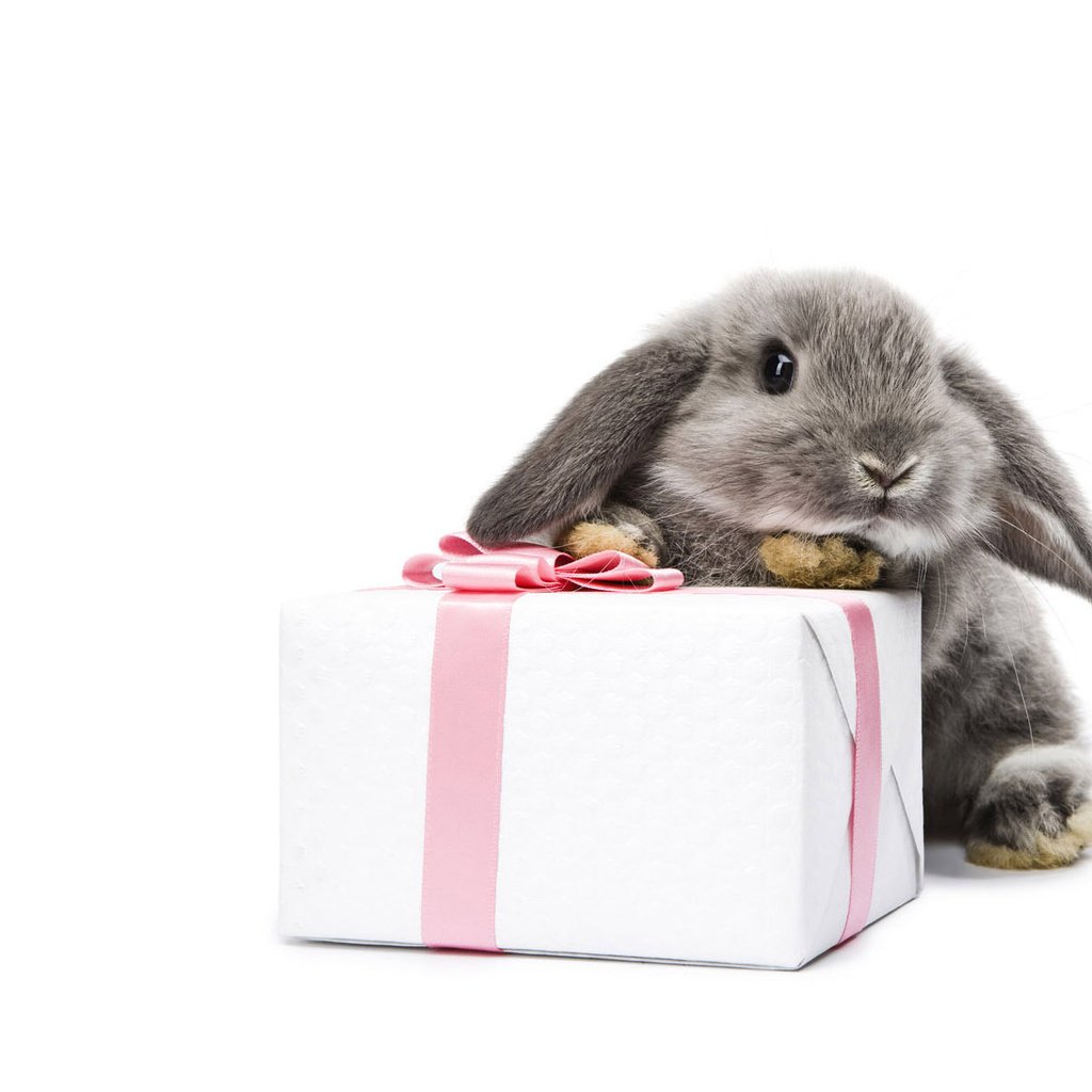 Поздравление зайца с днем рождения. Кролик с подарком. С днем рождения кролик. Кролик поздравляет с днем рождения. Зайчик с подарком.