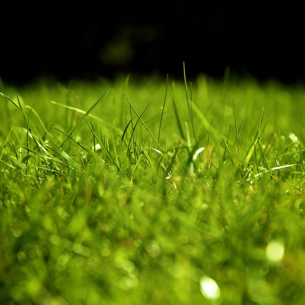 Обои трава, зелень, газон, grass, greens, lawn разрешение 4271x2669 Загрузить