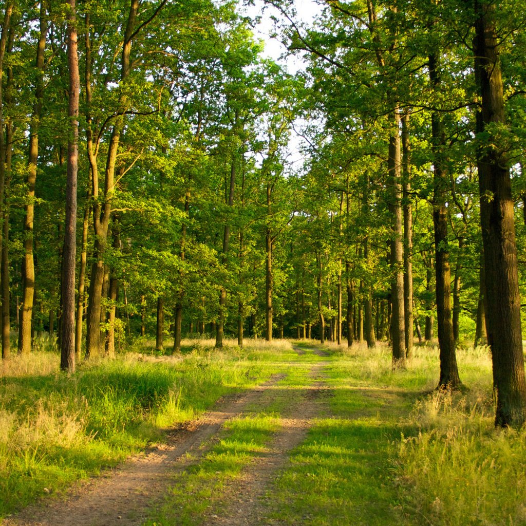 Обои дорога, лес, сосна, road, forest, pine разрешение 1920x1080 Загрузить