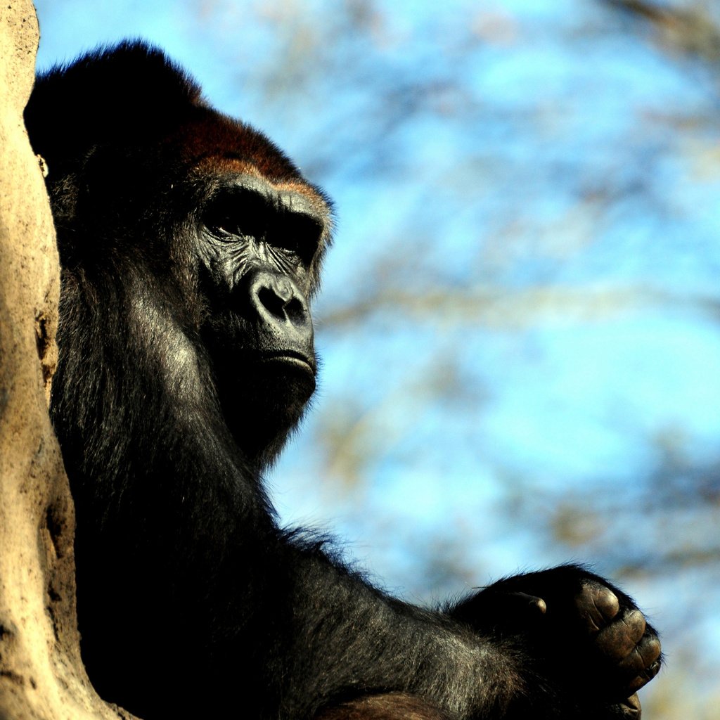 Обои обезьяна, горилла, приматы, monkey, gorilla, primates разрешение 2560x1600 Загрузить