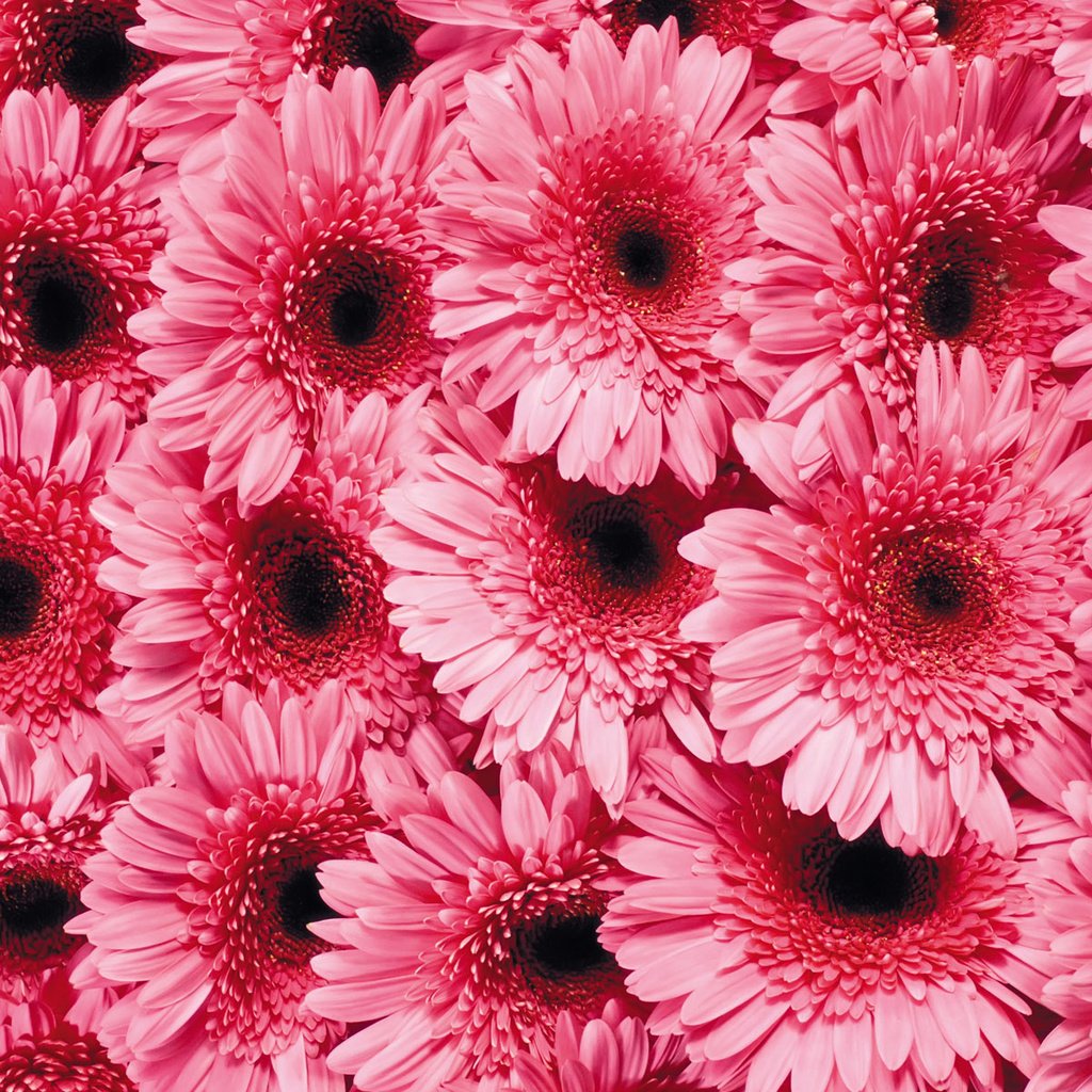 Обои цветы, лепестки, розовые, гербера, flowers, petals, pink, gerbera разрешение 1920x1200 Загрузить