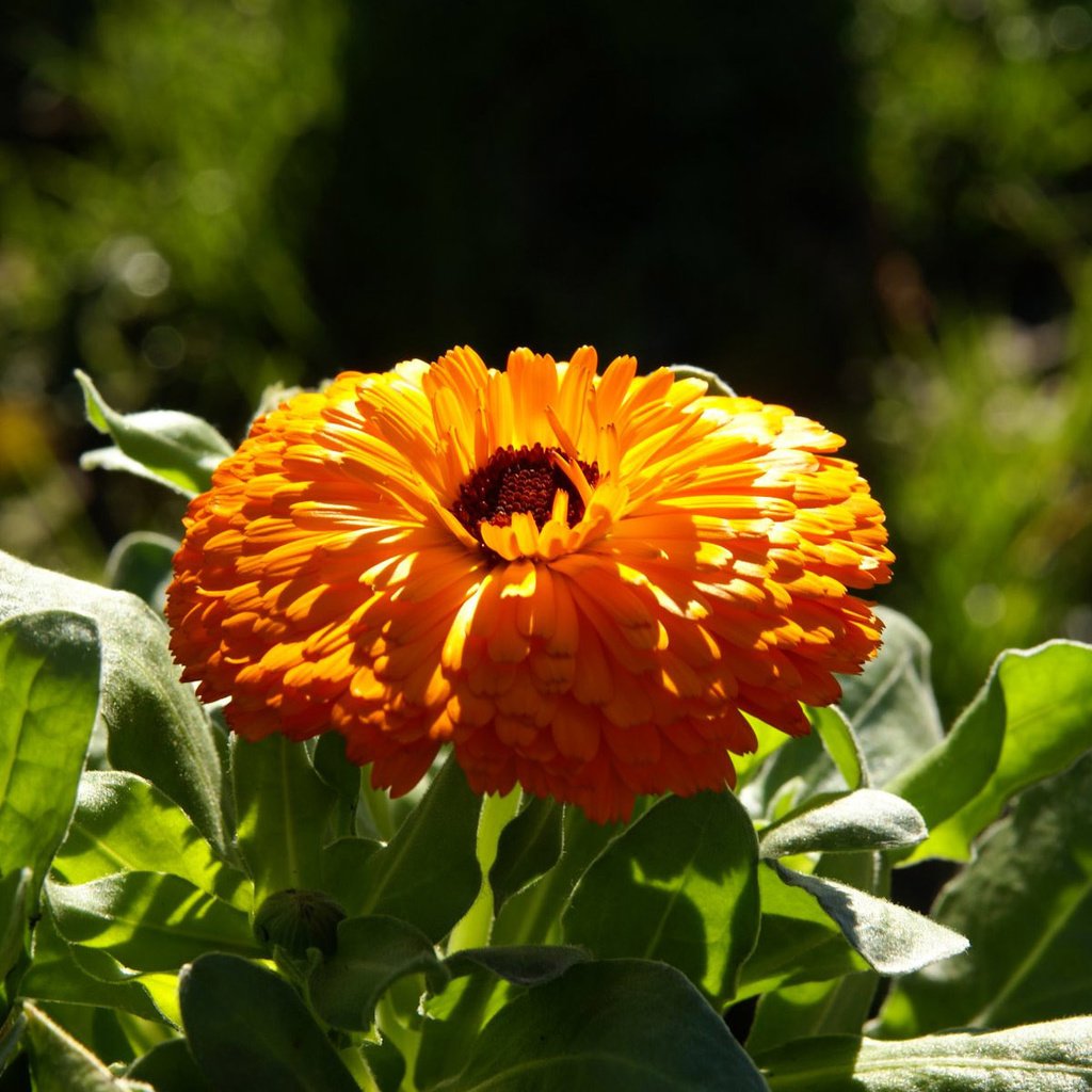 Обои листья, цветок, лепестки, календула, leaves, flower, petals, calendula разрешение 1920x1200 Загрузить