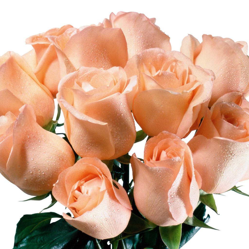 Обои розы, букет, roses, bouquet разрешение 1920x1200 Загрузить