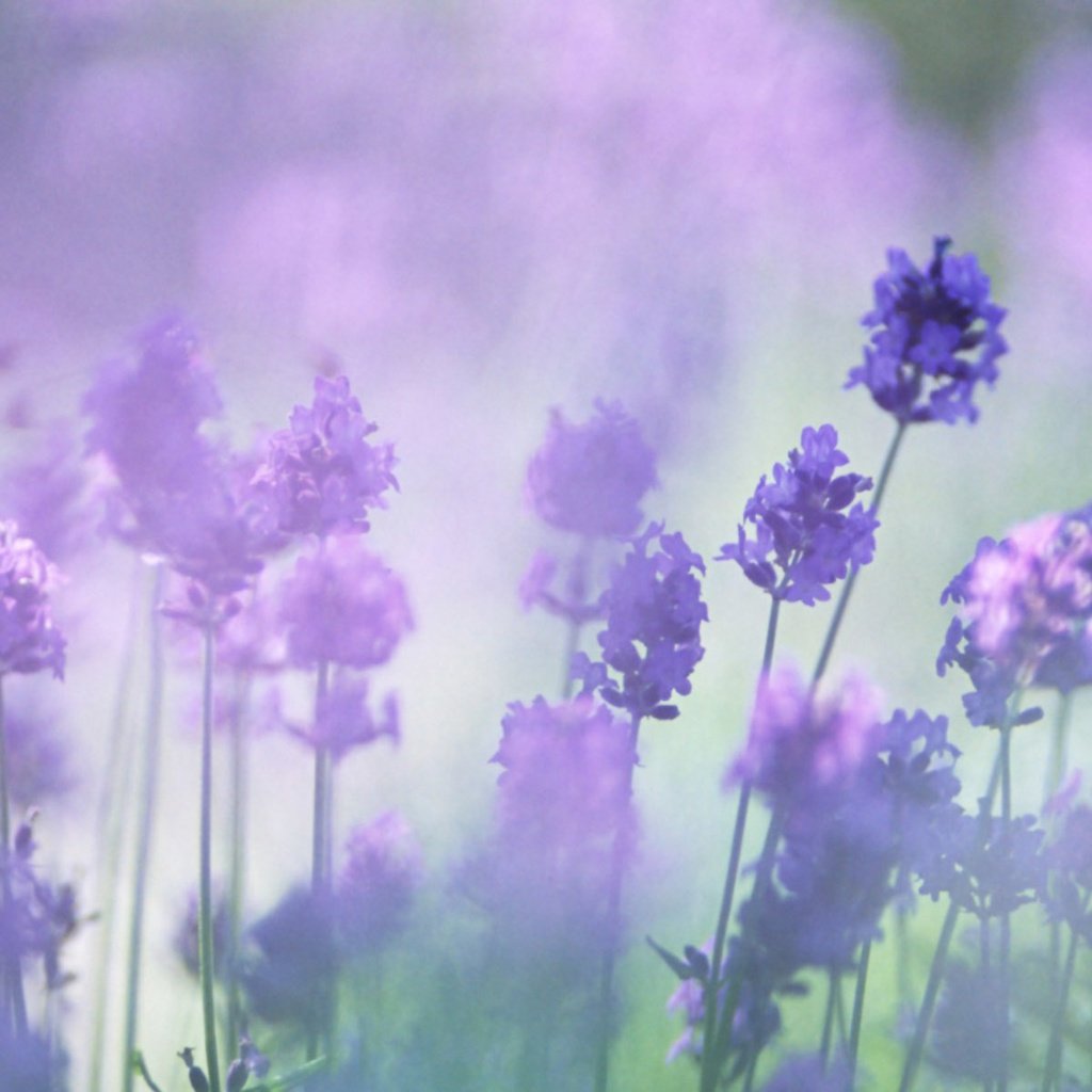 Обои цветы, лаванда, размытость, сиреневые, flowers, lavender, blur, lilac разрешение 1920x1200 Загрузить