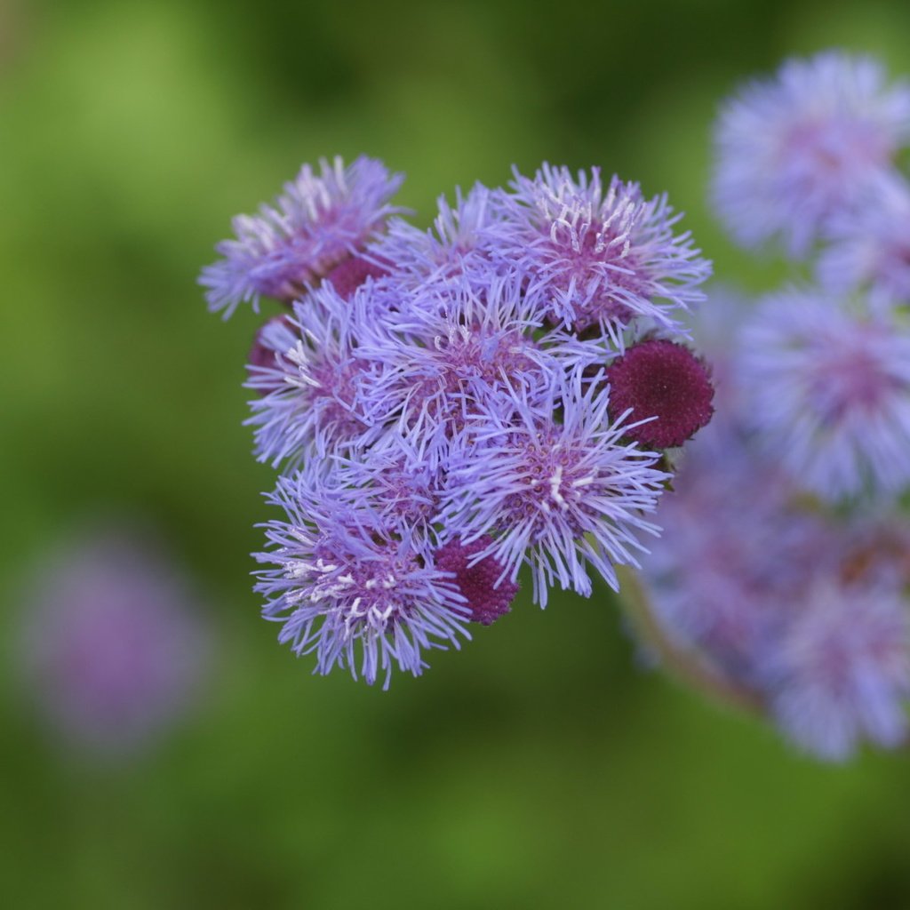 Обои цветы, размытость, агератум, flowers, blur, ageratum разрешение 1920x1200 Загрузить