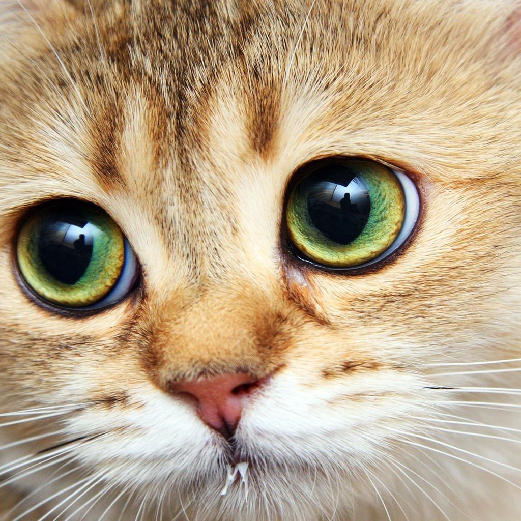 Обои кот, мордочка, усы, кошка, взгляд, cat, muzzle, mustache, look разрешение 1920x1200 Загрузить