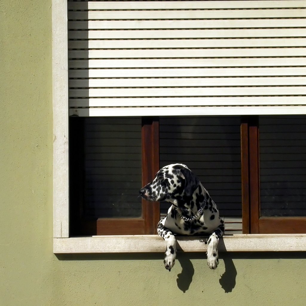 Обои собака, далматин, окно, жалюзи, dog, dalmatian, window, blinds разрешение 1920x1205 Загрузить