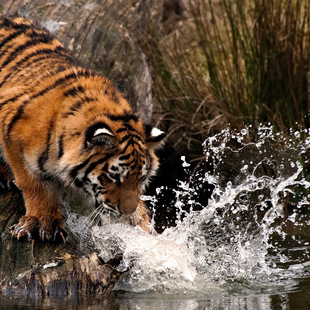 Обои тигр, вода, брызги, лапа, охота, tiger, water, squirt, paw, hunting разрешение 1920x1080 Загрузить